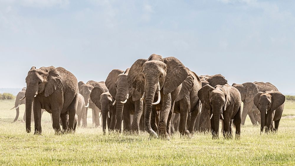 Africa-African elephant-Amboseli National Park Panoramic of front of elephant herd walking  art print by Jaynes Gallery for $57.95 CAD